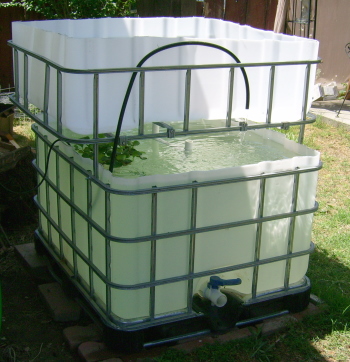 Fresno Backyard Harvest · First aquaponics tank is online!