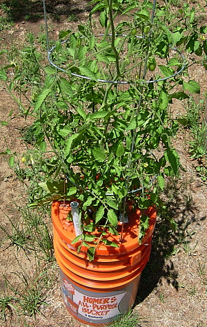 Subirrigation tomatos