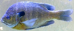  bluegill of breeding size for our 100 gallon bluegill breeding tank