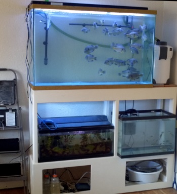 Full tank setup, with fish