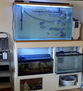 By the time the temperatures were equalized, the 20 gallon tank was