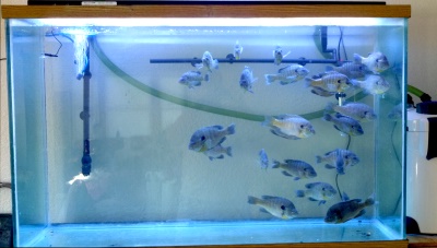 Tank of fish