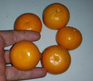 tangerine1