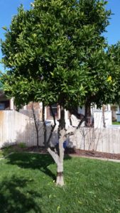 Orange Tree